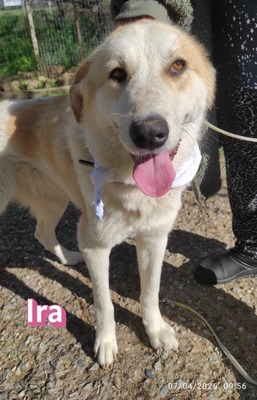 Ira, Retriever - Hündin