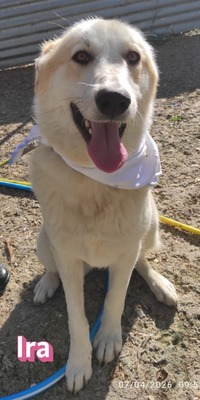 Ira, Retriever - Hündin