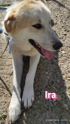 Ira, Retriever - Hündin