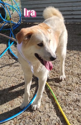 Ira, Retriever - Hündin