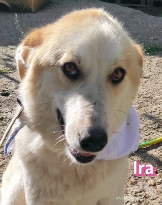 Ira, Retriever - Hündin