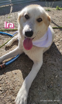 Ira, Retriever - Hündin