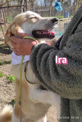Ira, Retriever - Hündin