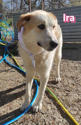 Ira, Retriever - Hündin