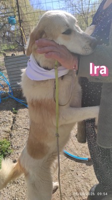 Ira, Retriever - Hündin