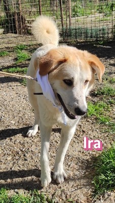 Ira, Retriever - Hündin