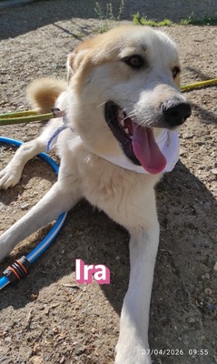 Ira, Retriever - Hündin