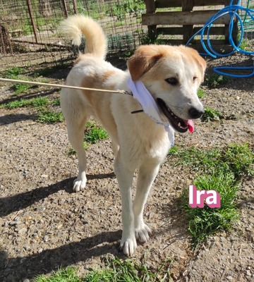 Ira, Retriever - Hündin