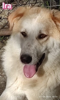 Ira, Retriever - Hündin