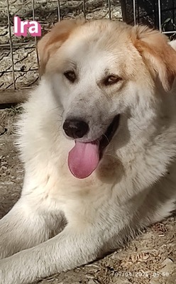 Ira, Retriever - Hündin
