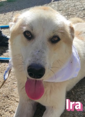 Ira, Retriever - Hündin