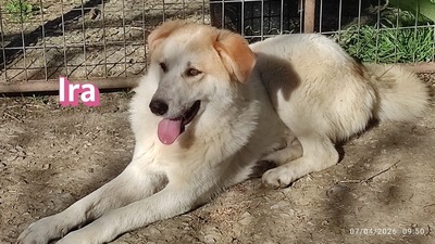 Ira, Retriever - Hündin