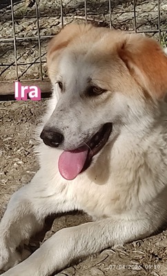 Ira, Retriever - Hündin