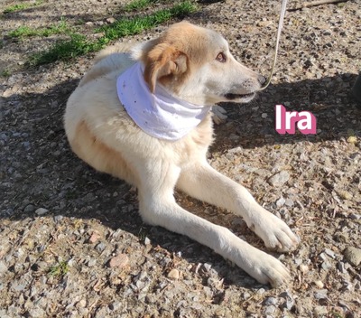 Ira, Retriever - Hündin