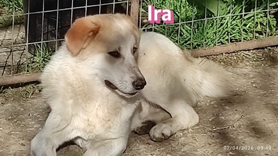 Ira, Retriever - Hündin