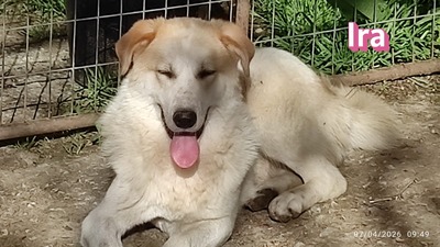 Ira, Retriever - Hündin