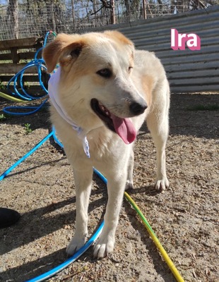 Ira, Retriever - Hündin