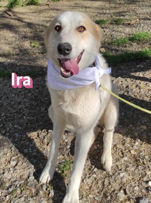 Ira, Retriever - Hündin