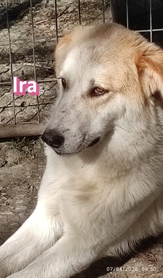 Ira, Retriever - Hündin