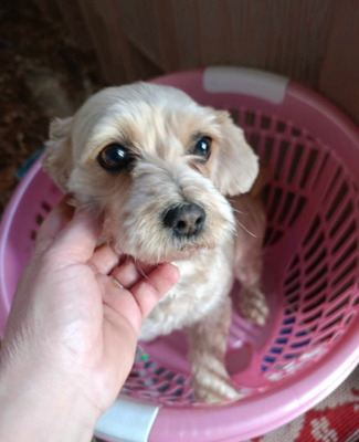 Ira möchte einfach nur geliebt werden, Yorkie - Mischling - Hündin