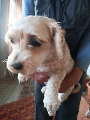 Ira möchte einfach nur geliebt werden, Yorkie - Mischling - Hündin