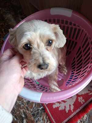 Ira möchte einfach nur geliebt werden, Yorkie - Mischling - Hündin