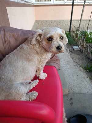 Ira möchte einfach nur geliebt werden, Yorkie - Mischling - Hündin