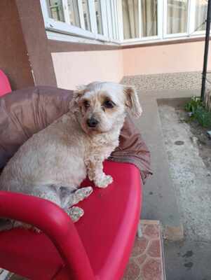 Ira möchte einfach nur geliebt werden, Yorkie - Mischling - Hündin