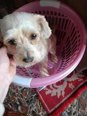 Ira möchte einfach nur geliebt werden, Yorkie - Mischling - Hündin