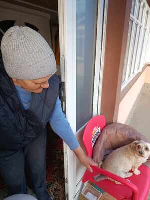 Ira möchte einfach nur geliebt werden, Yorkie - Mischling - Hündin