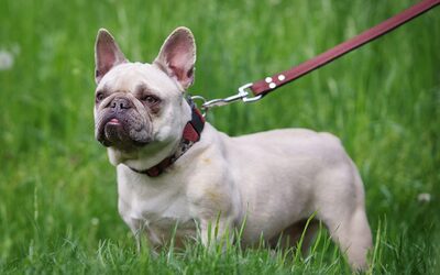 Iris, Bulloggen - Hündin