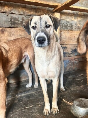 Iris, Herdenschutzhund-Mix - Hündin