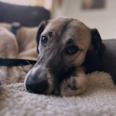 Iris, Herdenschutzhund-Mix - Hündin