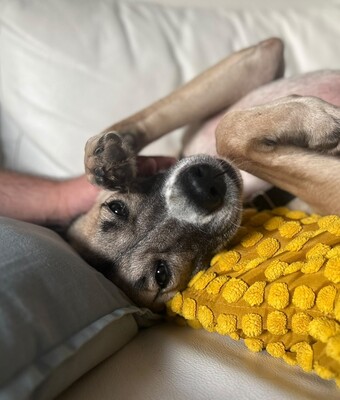 Iris, Herdenschutzhund-Mix - Hündin