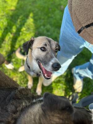 Iris, Herdenschutzhund-Mix - Hündin