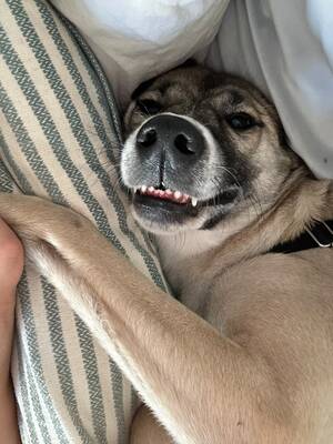 Iris, Herdenschutzhund-Mix - Hündin