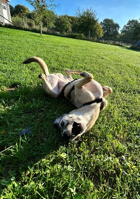 Iris, Herdenschutzhund-Mix - Hündin