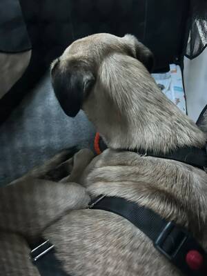 Iris, Herdenschutzhund-Mix - Hündin