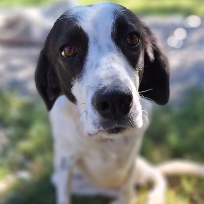 Iris - hat ein leises, vorsichtiges Wesen, Mischling - Hündin