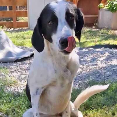 Iris - hat ein leises, vorsichtiges Wesen, Mischling - Hündin