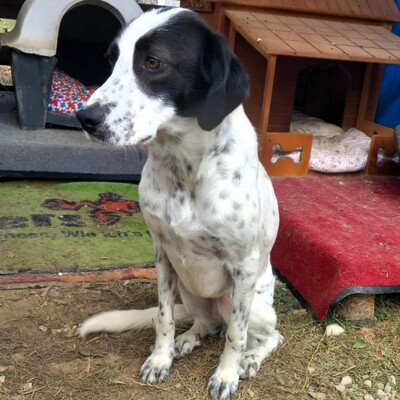 Iris -mit leisem, vorsichtigen Wesen 🙂‍↕️, Mischling - Hündin