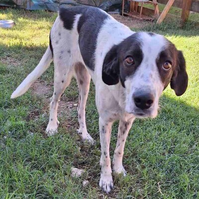 Iris -mit leisem, vorsichtigen Wesen 🙂‍↕️, Mischling - Hündin