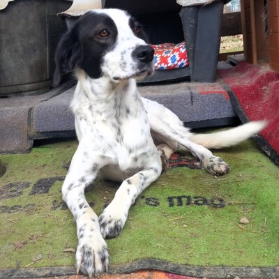 Iris -mit leisem, vorsichtigen Wesen 🙂‍↕️, Mischling - Hündin