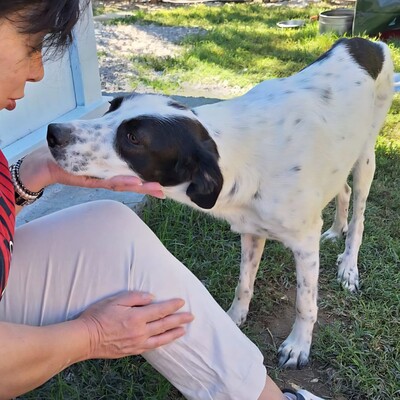 Iris -mit leisem, vorsichtigen Wesen 🙂‍↕️, Mischling - Hündin