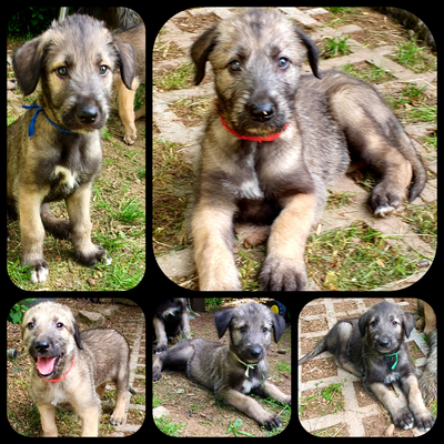 Irisch Wolfshund Welpen, Irish Wolfhound Welpen - Hündin