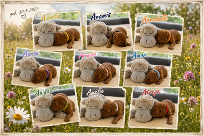 Irish Doodle Welpen - Hündin
