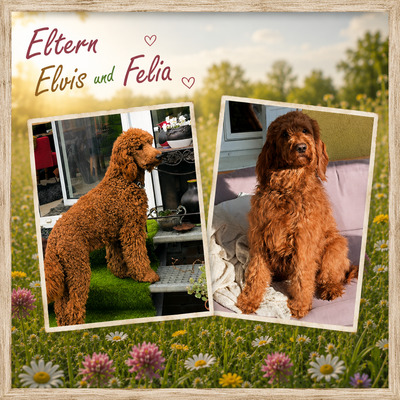 Irish Doodle Welpen - Hündin