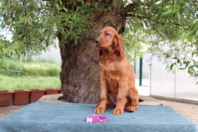 Irish Red Setter Welpen - Hündin