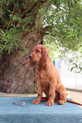 Irish Red Setter Welpen - Hündin