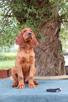 Irish Red Setter Welpen - Hündin